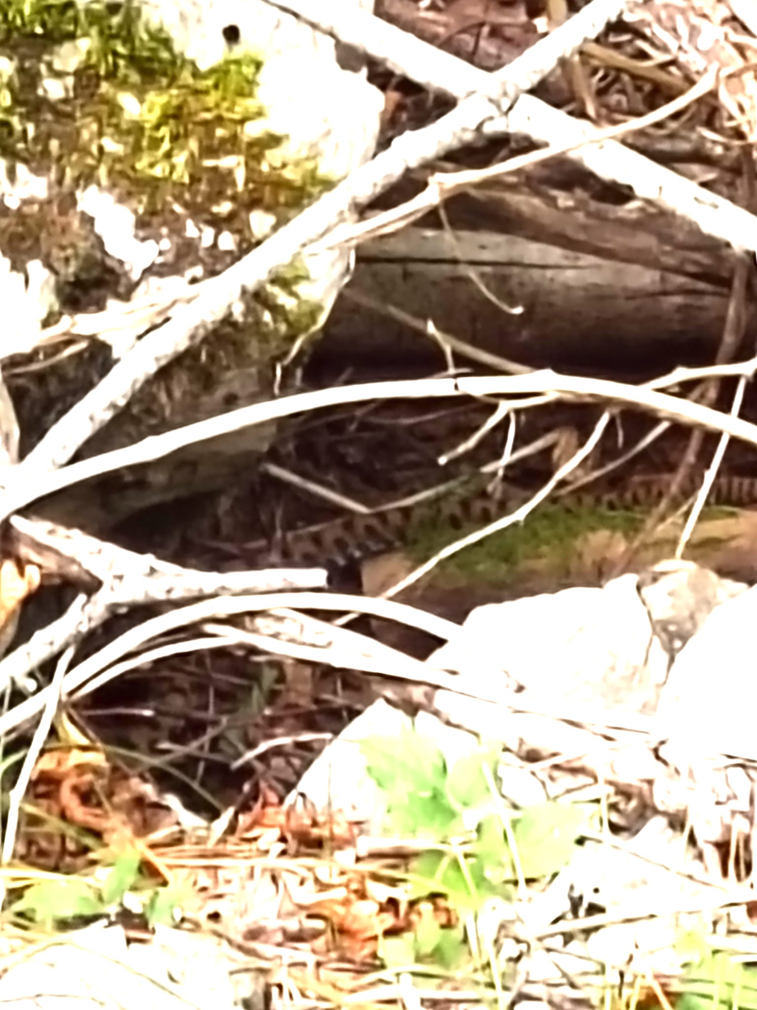 Identificazione serpente apuane
